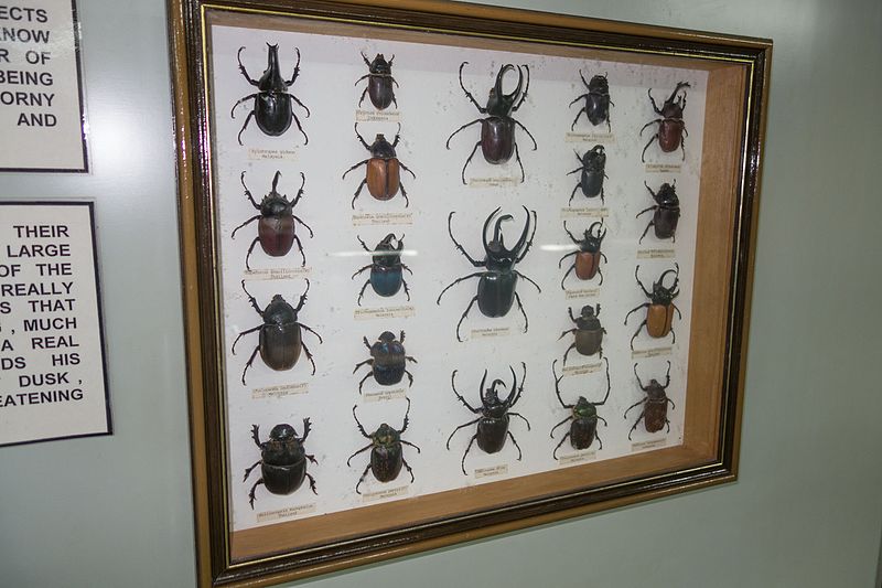 File:Horned beetles (25664247100).jpg