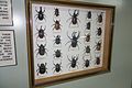 Horned beetles (25664247100).jpg