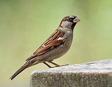 A house sparrow perched on a fencepost