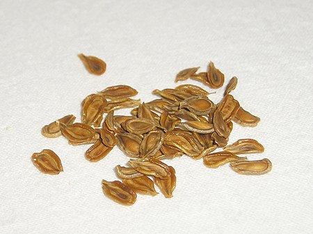 Huernia aspera Seeds.jpg