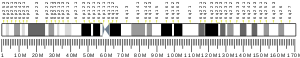 Human chromosome 6 ideogram.svg