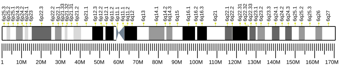 File:Human chromosome 6 ideogram.svg