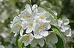 Thumbnail for File:Hybrid Crabapple Malus 'Snowdrift' Closeup 2.JPG