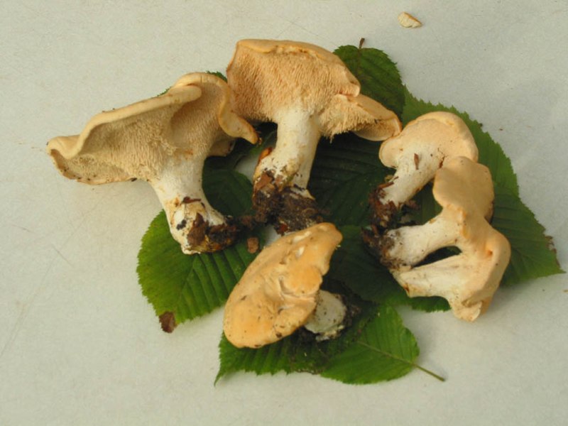 File:Hydnum repandum (1).jpg