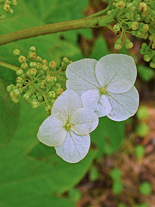 Hydrangea quercifolia Flowers