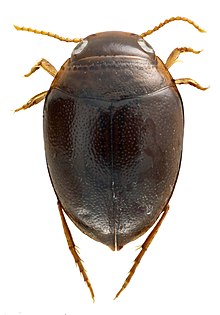 Hydrovatus jahat, Thailand.jpg