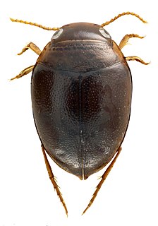 <i>Hydrovatus sinister</i> Species of beetle