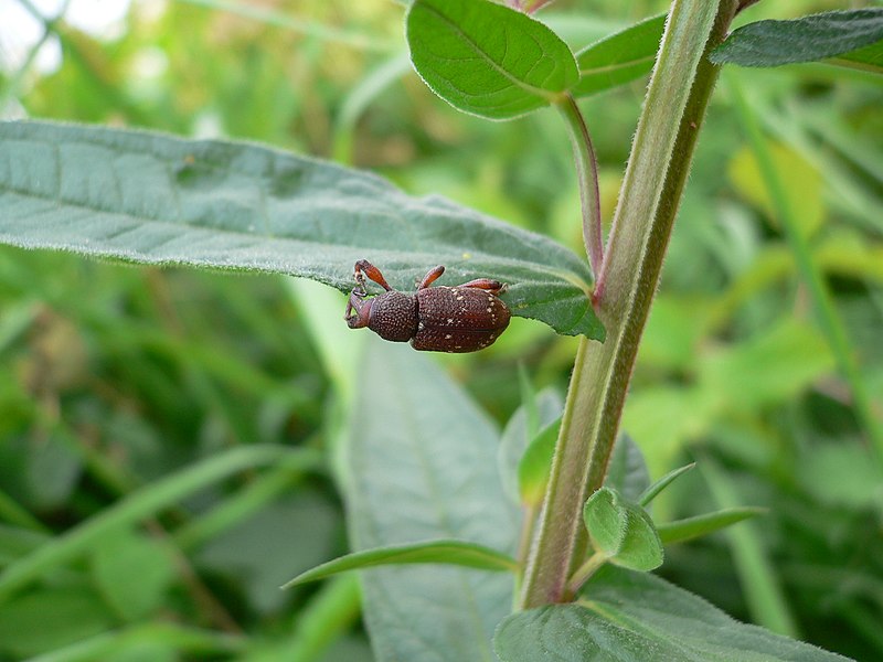 File:Hylobius transversovittatus 20050729 467.jpg