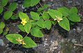 Hypericum androsaemum