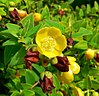 Hypericum uralum 2.jpg