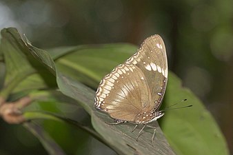 Hypolimnas bolina (Great Eggfly), male