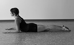 Sphinx pose: In the more advanced version of this pose, the "Seal," the arms are fully extended and the back bend is deeper. Seal pose resembles Bhujangasana, but is performed differently.[16]