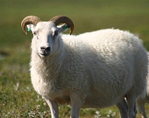 Icelandic sheep summer 06.jpg