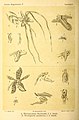 Thrixspermum raciborskii in vol. 2 plate 124: Bogor & Kebun Raja Icones Bogorienses Leiden (1897-1914)