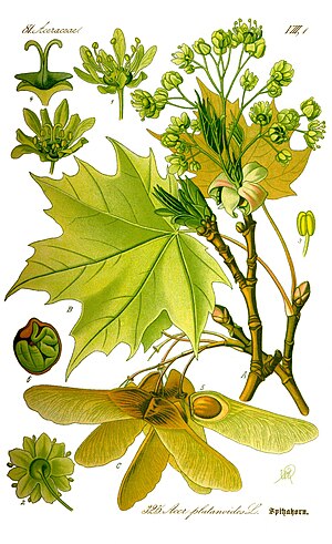 Acer Platanoides: Descrizione, Distribuzione e habitat, Note