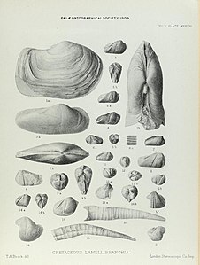 Illustration of Cretaceous Lamelliabranchia by Thomas Alfred Brock-Monograph of Palaeontographical Society-Vol63 1909 0251-Plate38.jpg