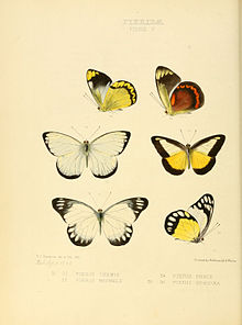 Yeni egzotik kelebek türlerinin resimleri Pieris V.jpg