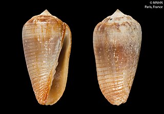 <i>Imbricariopsis vanikorensis</i> Species of gastropod