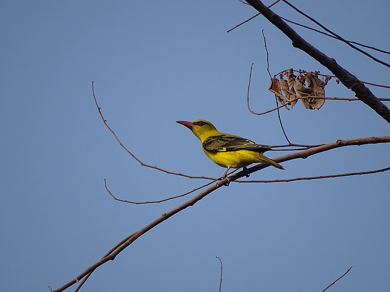 File:Indian Golden Oriole, Ezhimala, Kannur District.jpg