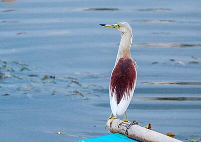 India Kolam Heron di Nallagandla Lake.jpg