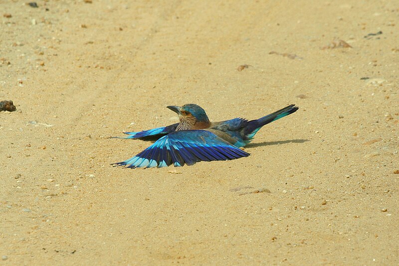 File:Indian Roller Drying feathers.jpg