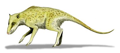 Reconstitution de Indohyus (Raoellidae)