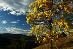 Thumbnail for Flora of Minas Gerais