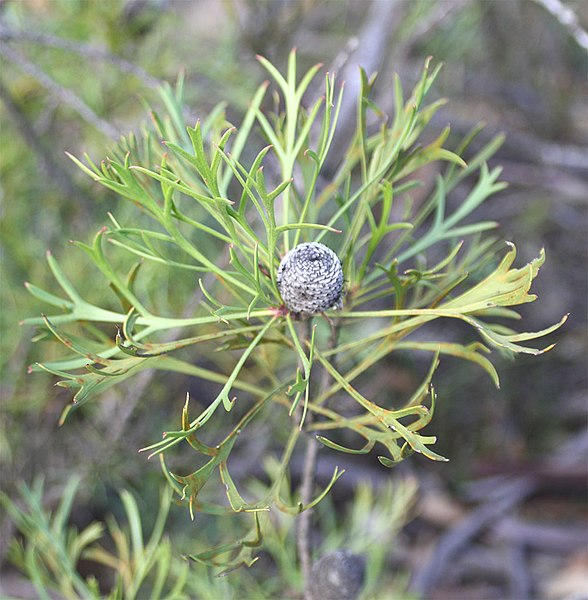 File:Isopogon dawsonii cone.jpg