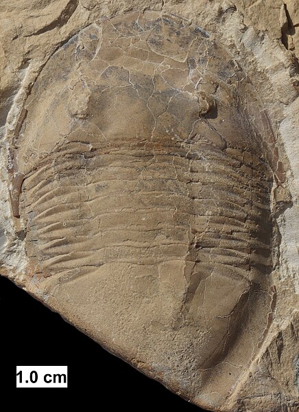 File:Isotelus trilobite from Wisconsin.jpg