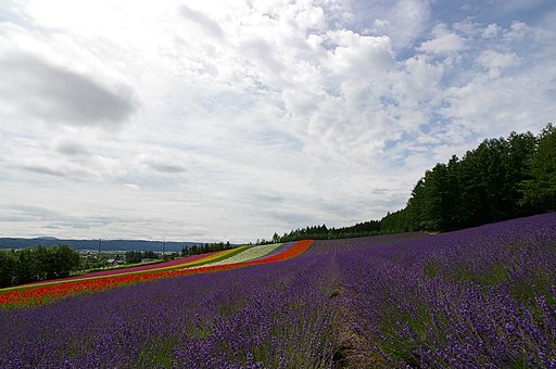 JP Hokkaido Furano lavender