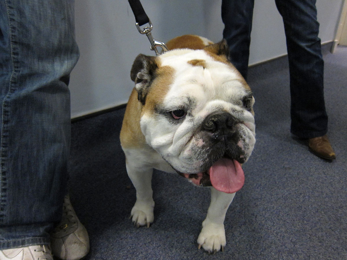 Bulldog - Wikipedia