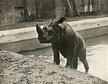 伦敦动物园在1886年引进的雄性北苏门犀“杰克逊”（英文：Jackson）[53]，後於1910年死亡，是该园最後一头苏门犀。照片摄于1903–1905年间。