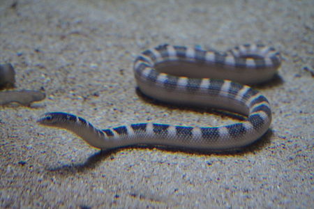 Hydrophis_ornatus