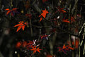 * Nomination Japanese maple at Shitennō-ji Honbō Garden in Osaka. Focus stack of 3 photos. --Laitche 15:12, 1 December 2015 (UTC) * Promotion Good quality. --Ermell 19:48, 1 December 2015 (UTC)