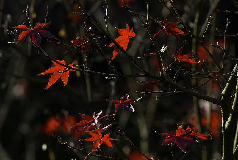 File:Japanese maple at Shitennō-ji Honbō Garden in Osaka, November 2015 - Stacking - ProPhotoRGB.jpg