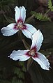 Painted trillium (Trillium undulatum) at Jasper Woods