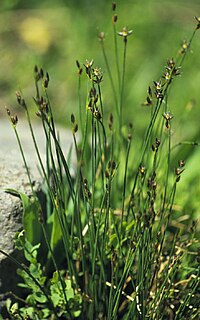 <i>Juncus drummondii</i> Species of grass