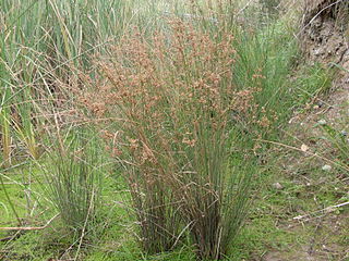 <i>Juncus usitatus</i> Species of rush