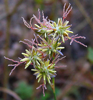 <i>Juncus macrophyllus</i> Species of flowering plant