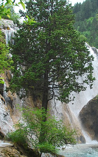 <i>Juniperus saltuaria</i> Species of conifer