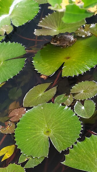 File:Katak Bangkong Kolong.jpg