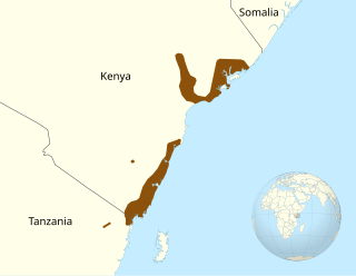 <span class="mw-page-title-main">Kenya coast galago</span> Species of primate