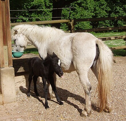 This black Shetland Pony foal was born very dark and will likely gray like its mother Killesberg Shetlandfohlen.jpg