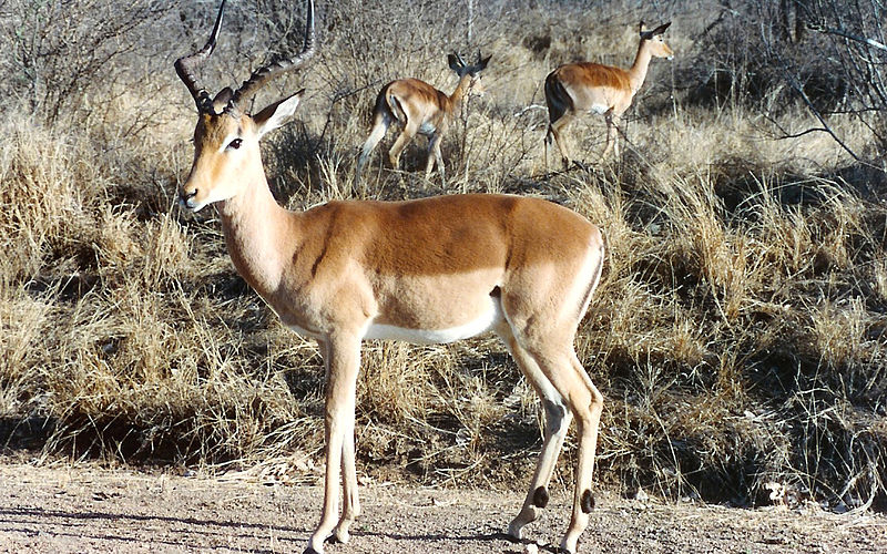 File:Krügerimpala1.jpg