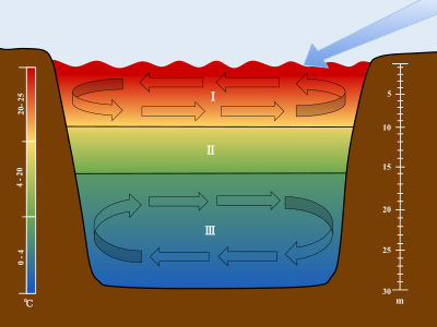 Søer lagdeles i tre separate sektioner: I. Epilimnion (overfladevandet) II. Metalimnion (springlaget) III. Hypolimnion (nederste lag)[4]