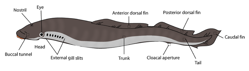 File:Lamprey anatomy.png