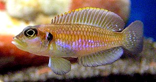 <i>Lamprologus ocellatus</i> Species of fish