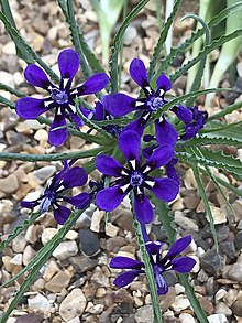 Lapeirousia oreogena closeup Kew.jpg