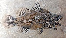 اواخر gracilis.jpg