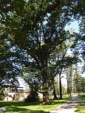 Pyramidal oak